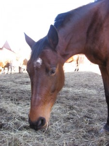 Obrazek